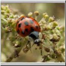 Harmonia axyridis - Asiatischer Marienkaefer 17.jpg